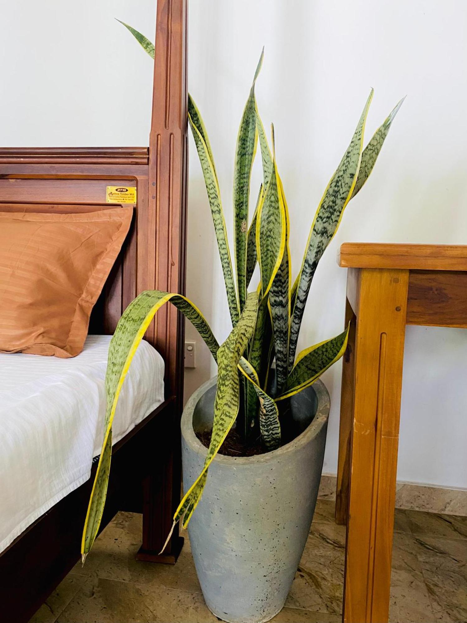Sasmika Villa Surf And Yoga Hostel Weligama Luaran gambar